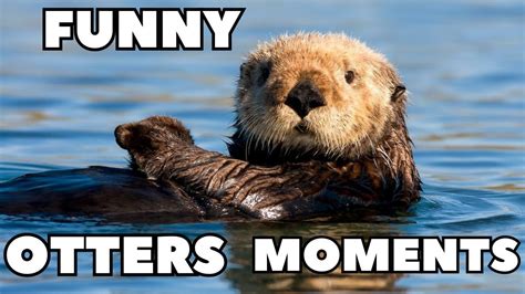 otter youtube|funny otters videos.